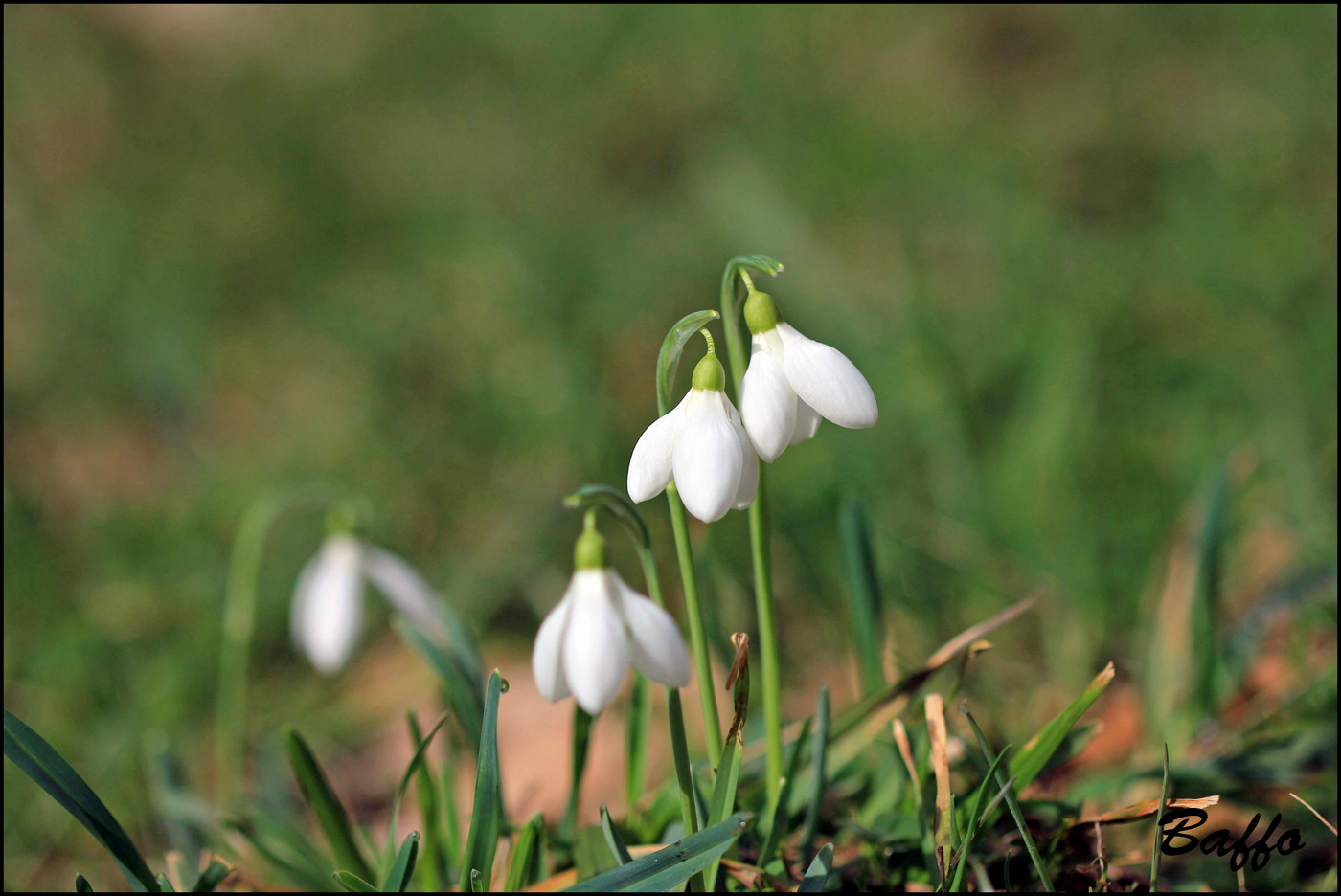 Galanthus nivalis / Bucaneve